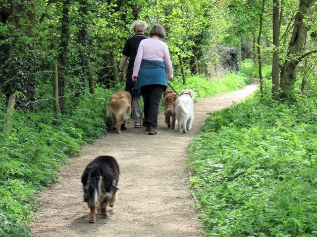 Promenade de chien en ville sur un sentier naturel pour reprendre le sport